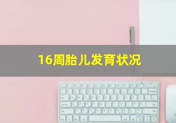 16周胎儿发育状况