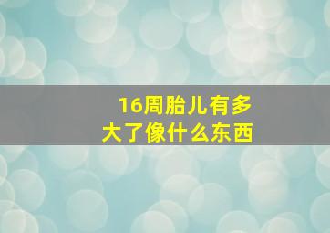 16周胎儿有多大了像什么东西