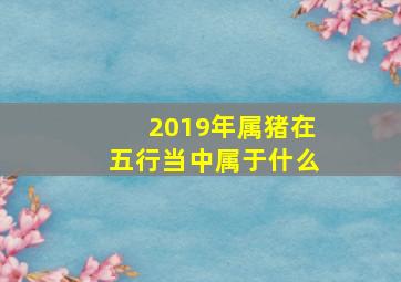 2019年属猪在五行当中属于什么