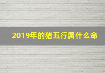 2019年的猪五行属什么命