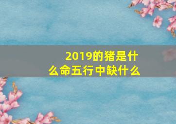 2019的猪是什么命五行中缺什么