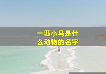 一匹小马是什么动物的名字