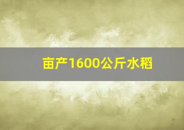 亩产1600公斤水稻