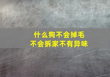 什么狗不会掉毛不会拆家不有异味