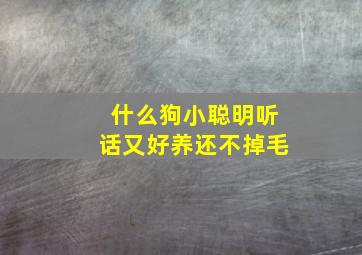 什么狗小聪明听话又好养还不掉毛