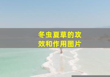 冬虫夏草的攻效和作用图片