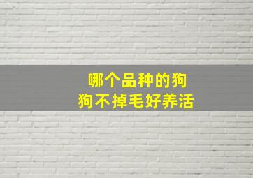 哪个品种的狗狗不掉毛好养活