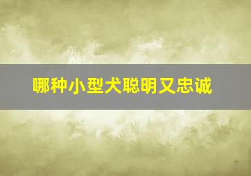 哪种小型犬聪明又忠诚