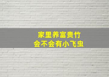 家里养富贵竹会不会有小飞虫