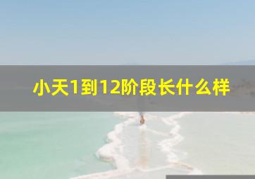 小天1到12阶段长什么样