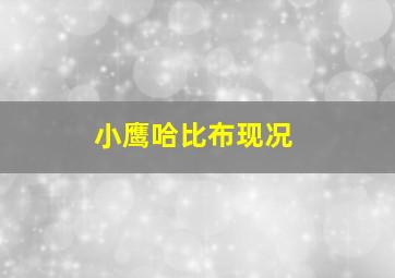 小鹰哈比布现况