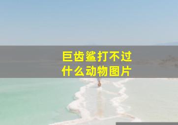 巨齿鲨打不过什么动物图片