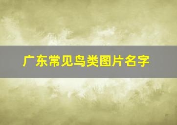 广东常见鸟类图片名字