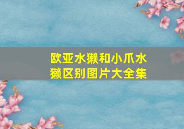 欧亚水獭和小爪水獭区别图片大全集