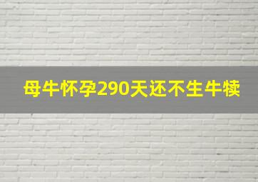 母牛怀孕290天还不生牛犊