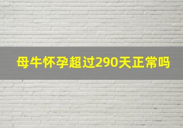 母牛怀孕超过290天正常吗