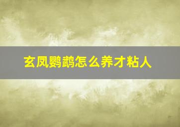 玄凤鹦鹉怎么养才粘人