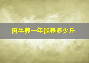 肉牛养一年能养多少斤