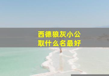 西德狼灰小公取什么名最好