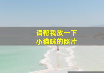 请帮我放一下小猫咪的照片