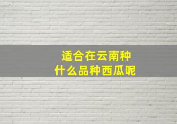 适合在云南种什么品种西瓜呢