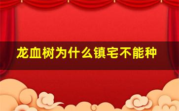 龙血树为什么镇宅不能种