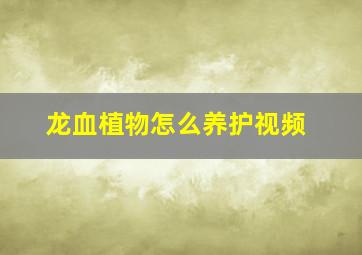 龙血植物怎么养护视频